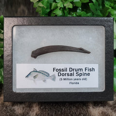 Fossil Drum Fish Dorsal Spines, Framed