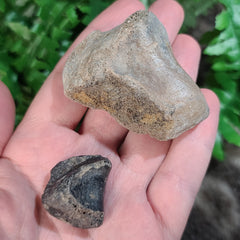 Horse Fossil Bone PAIR