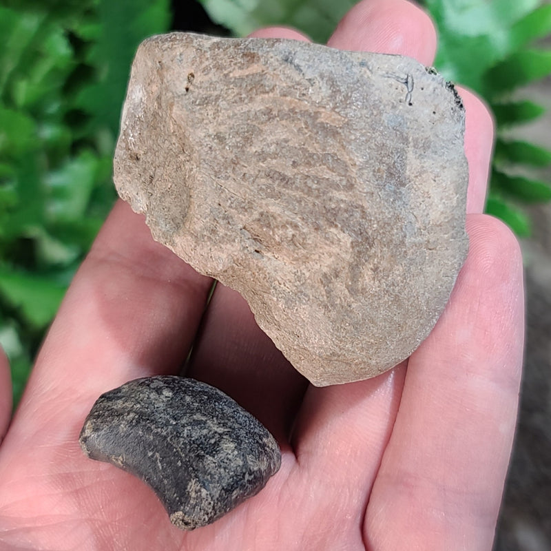 Horse Fossil Bone PAIR