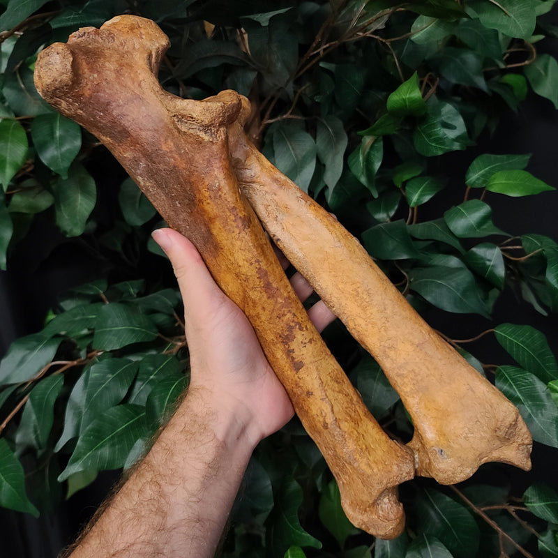 Cave Bear Fossil Leg