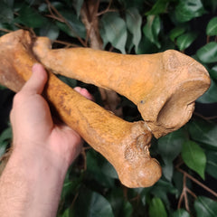 Cave Bear Fossil Leg