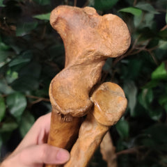 Cave Bear Fossil Leg