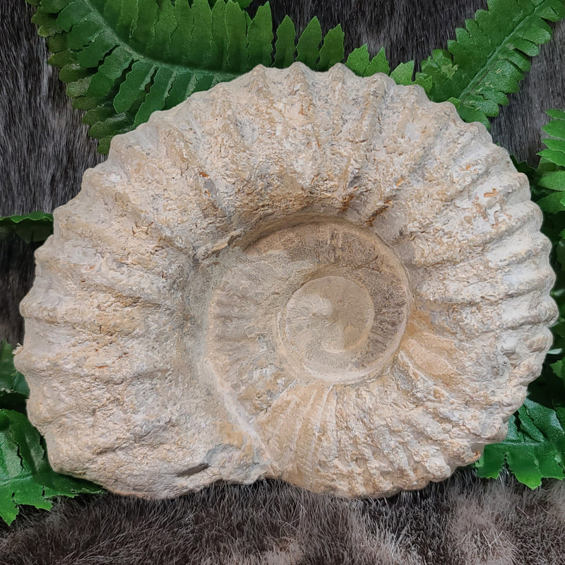 Agadir Ammonites (6.5")