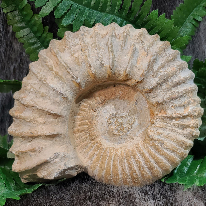 Agadir Ammonites (6.5")