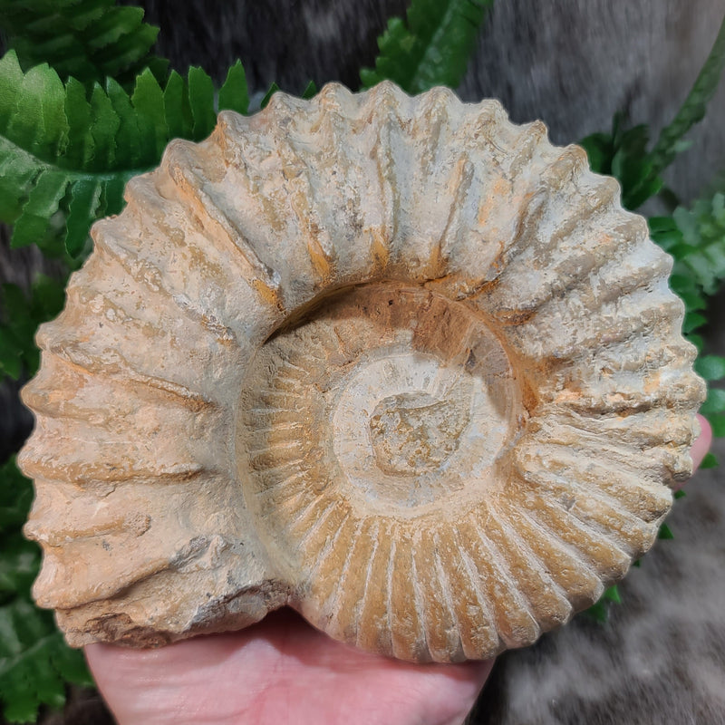 Agadir Ammonites (6.5")