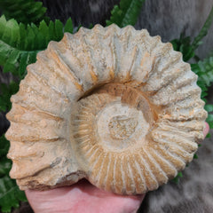 Agadir Ammonites (6.5