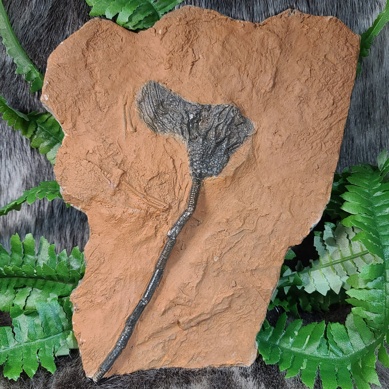 Fossil Sea Lily (Crinoid), Scyphocrinites E