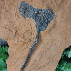 Fossil Sea Lily (Crinoid), Scyphocrinites E