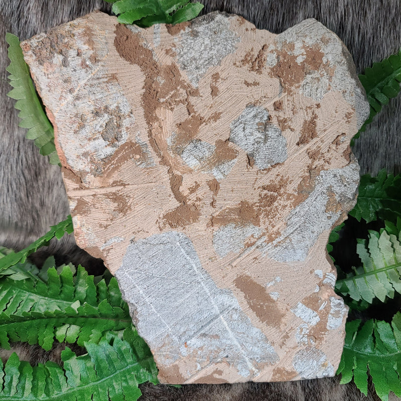 Fossil Sea Lily (Crinoid), Scyphocrinites E