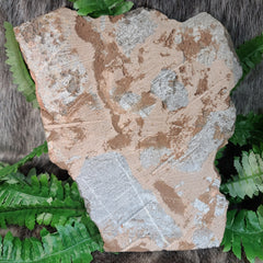 Fossil Sea Lily (Crinoid), Scyphocrinites E