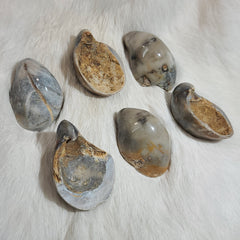 Fossil Oyster Shells (Madagascar)