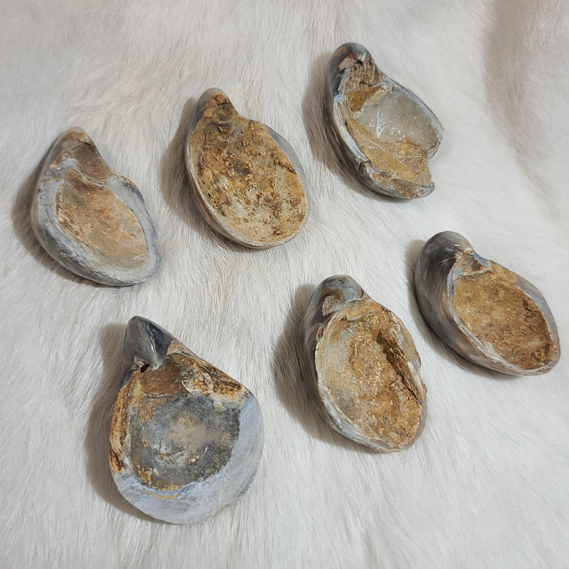 Fossil Oyster Shells (Madagascar)