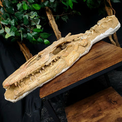 Halisaur Mosasaur Skull