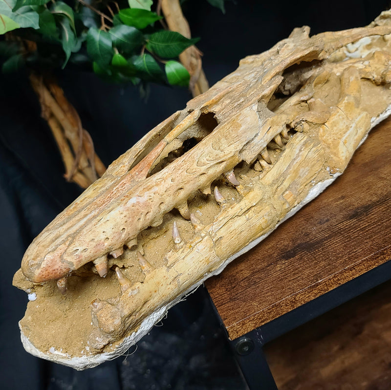 Halisaur Mosasaur Skull