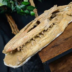Halisaur Mosasaur Skull