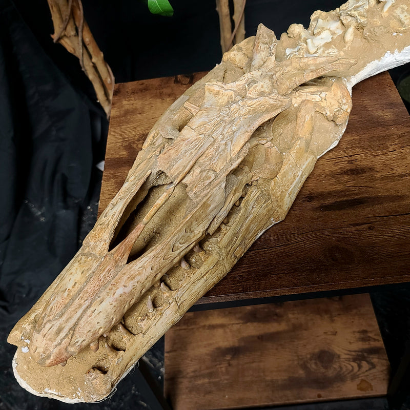 Halisaur Mosasaur Skull