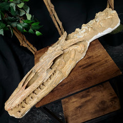 Halisaur Mosasaur Skull