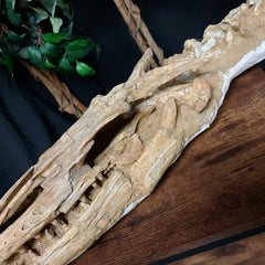 Halisaur Mosasaur Skull