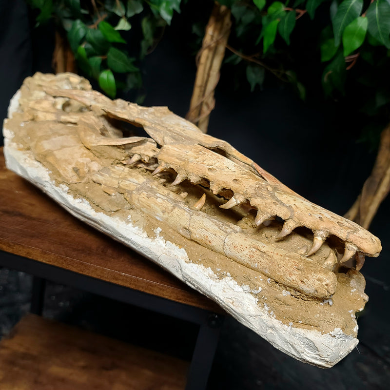 Halisaur Mosasaur Skull