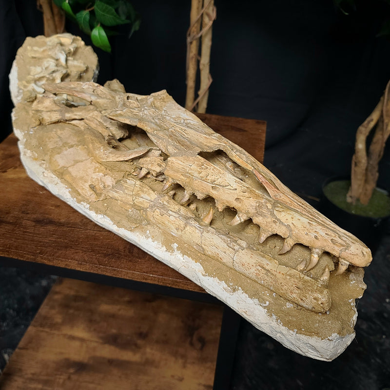 Halisaur Mosasaur Skull