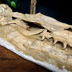 Halisaur Mosasaur Skull