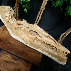 Halisaur Mosasaur Skull
