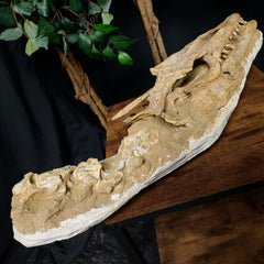 Halisaur Mosasaur Skull