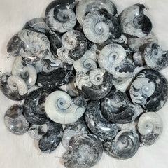 Goniatites Ammonite Pendants