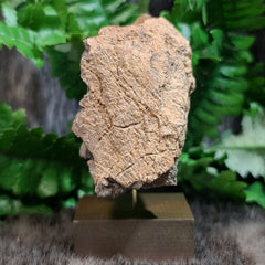 Diplodocus Dinosaur Bone F