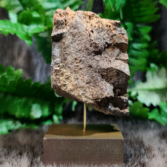 Diplodocus Dinosaur Bone F