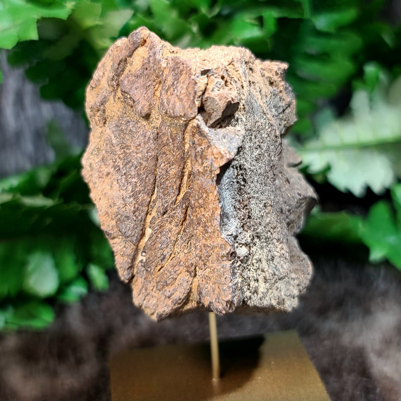 Diplodocus Dinosaur Bone F