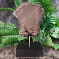 Fossil Whale Bone M, Megalodon Eaten