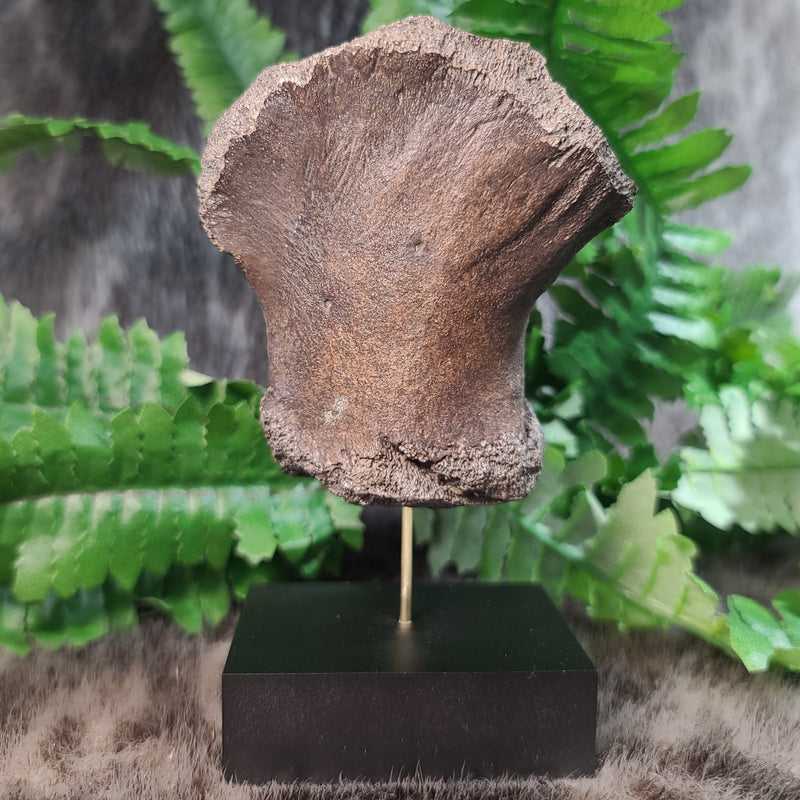 Fossil Whale Bone M, Megalodon Eaten