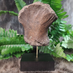 Fossil Whale Bone M, Megalodon Eaten