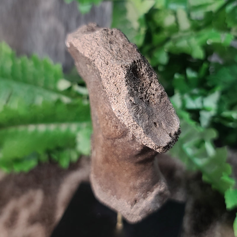 Fossil Whale Bone M, Megalodon Eaten