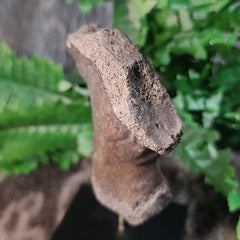 Fossil Whale Bone M, Megalodon Eaten