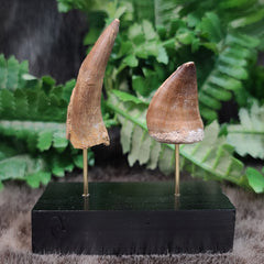 Prehistoric Sea Monster Fossil Tooth Set
