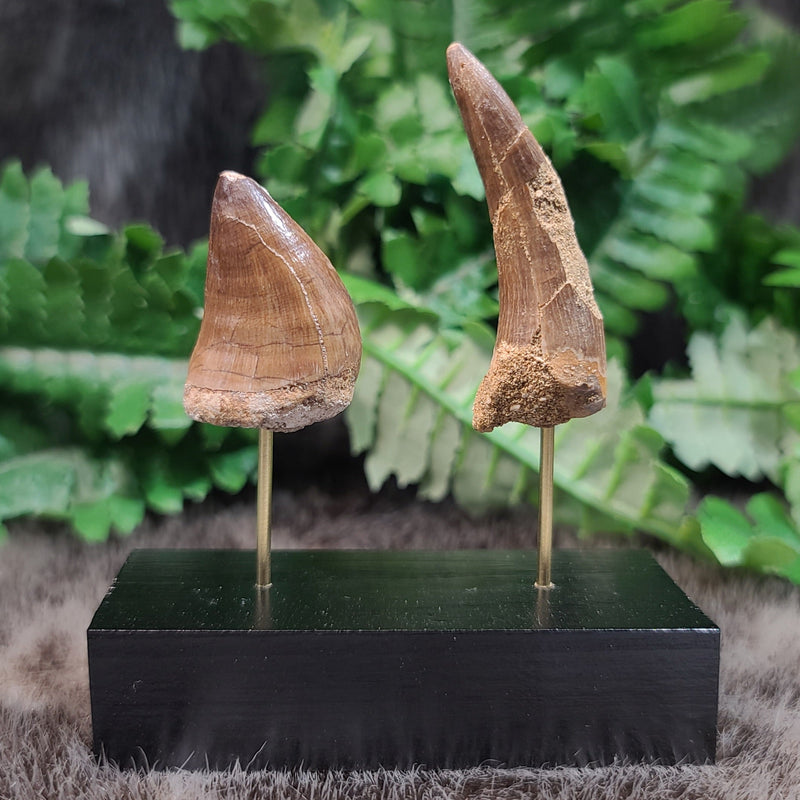 Prehistoric Sea Monster Fossil Tooth Set