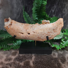 Cave Bear Jaw A (On Stand)