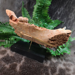 Cave Bear Jaw A (On Stand)