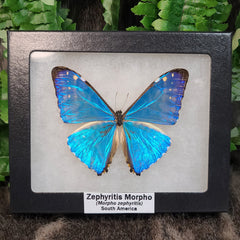 Zephyritis Morpho Butterfly