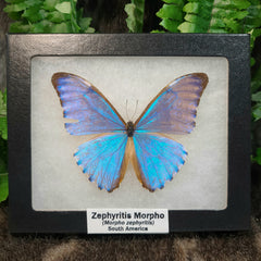 Zephyritis Morpho Butterfly