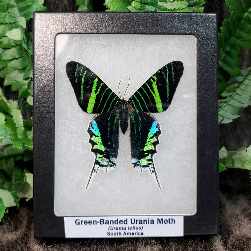 Green-Banded Urania Moth