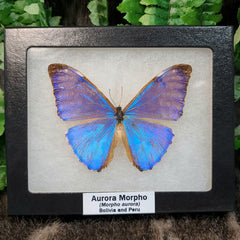 Aurora Morpho Butterfly