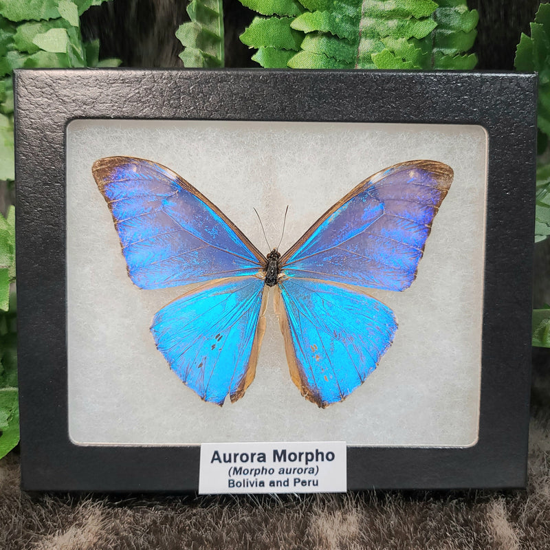 Aurora Morpho Butterfly