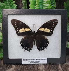 Yellow-Barred Swallowtail Butterfly