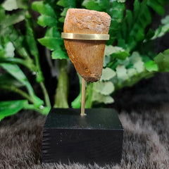 Carcharodontosaurus Dinosaur Tooth L (1.5
