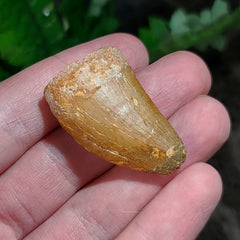 Carcharodontosaurus Dinosaur Tooth L (1.5