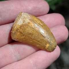 Carcharodontosaurus Dinosaur Tooth L (1.5