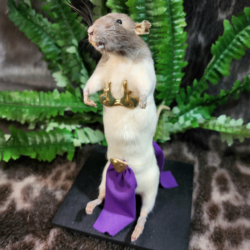 Rat Taxidermy, Slave Princess